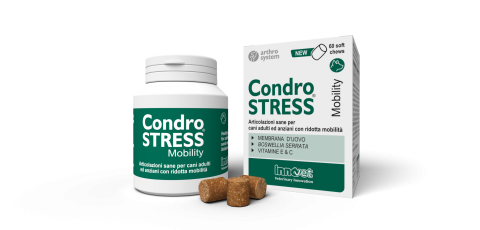 condrostressmobility60